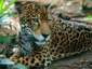 Corcovado National Park is the refuge of several New World wildcats, including the jaguar.
