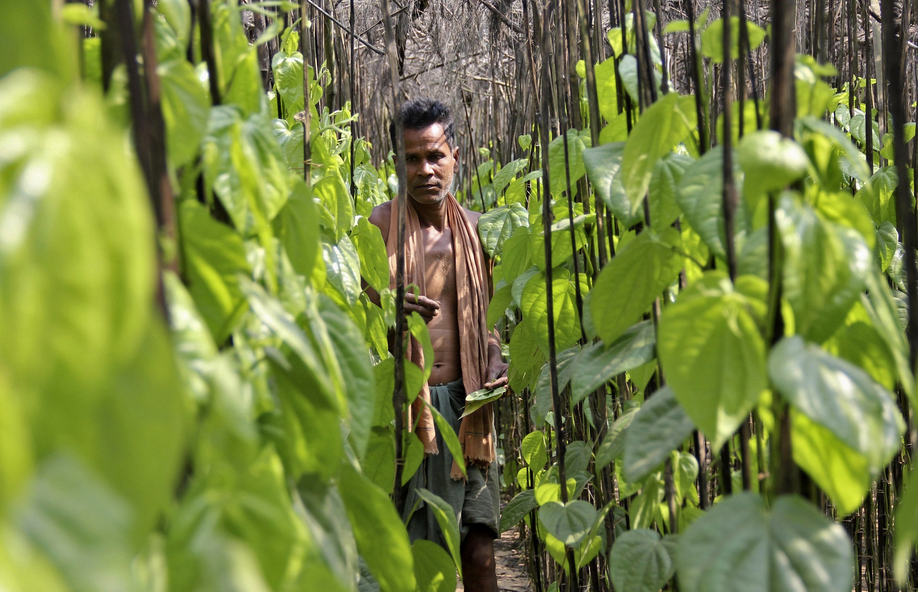 Budget 2018: Haryana farmers hope