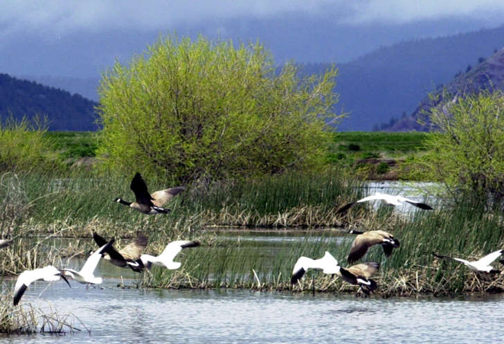 In this May 9 2005, file photo, shows snow geese and Canada geese preparing to land on marsh at the Lower Klamath National Wildlife Refuge near Merrill, Ore.