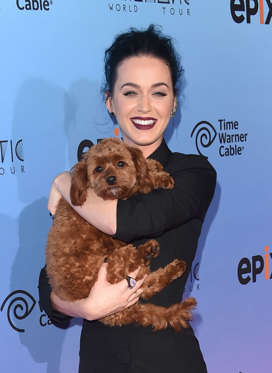 Singer Katy Perry and her dog Butters attend the screening of EPIX's 'Katy Perry: The Prismatic World Tour' at The Theatre at Ace Hotel Downtown LA