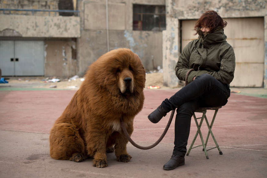 A Tibetan mastiff dog is displayed for sale at a mastiff show in Baoding, Hebei province, south of Beijing on March 9, 2013. Fetching prices up to around 750,000 USD, mastiffs have become a prized status-symbol amongst China's wealthy, with rich buyers across the country sending prices skyrocketing. Owners say the mastiffs, descendents of dogs used for hunting by nomadic tribes in central Asia and Tibet are fiercely loyal and protective. Breeders still travel to the Himalayan plateau to collect young puppies, although many are unable to adjust to the low altitudes and die during the journey. Ed Jones/AFP/Getty Images