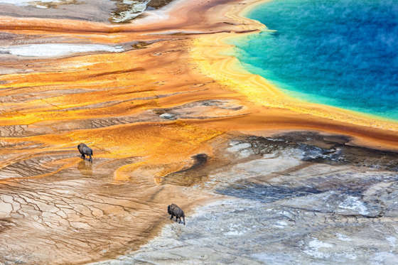 Grand Ngjyra-ngjyra Pranvera në Parkun Kombëtar Yellowstone. AAbD5Mo