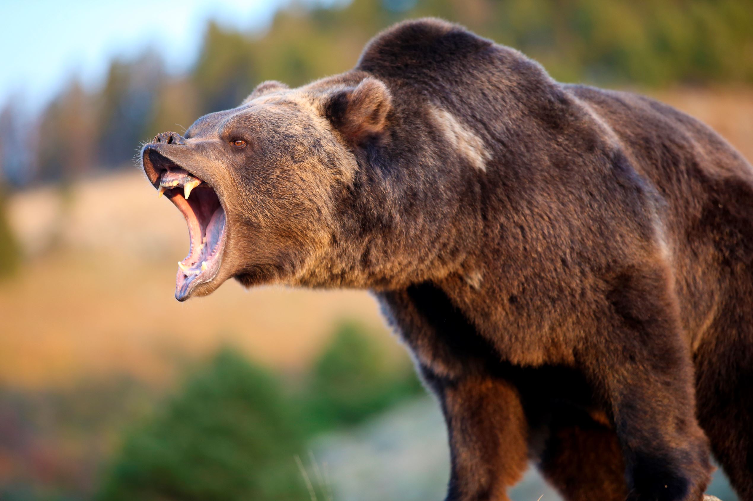 Alaskan youths mauled grizzly bear