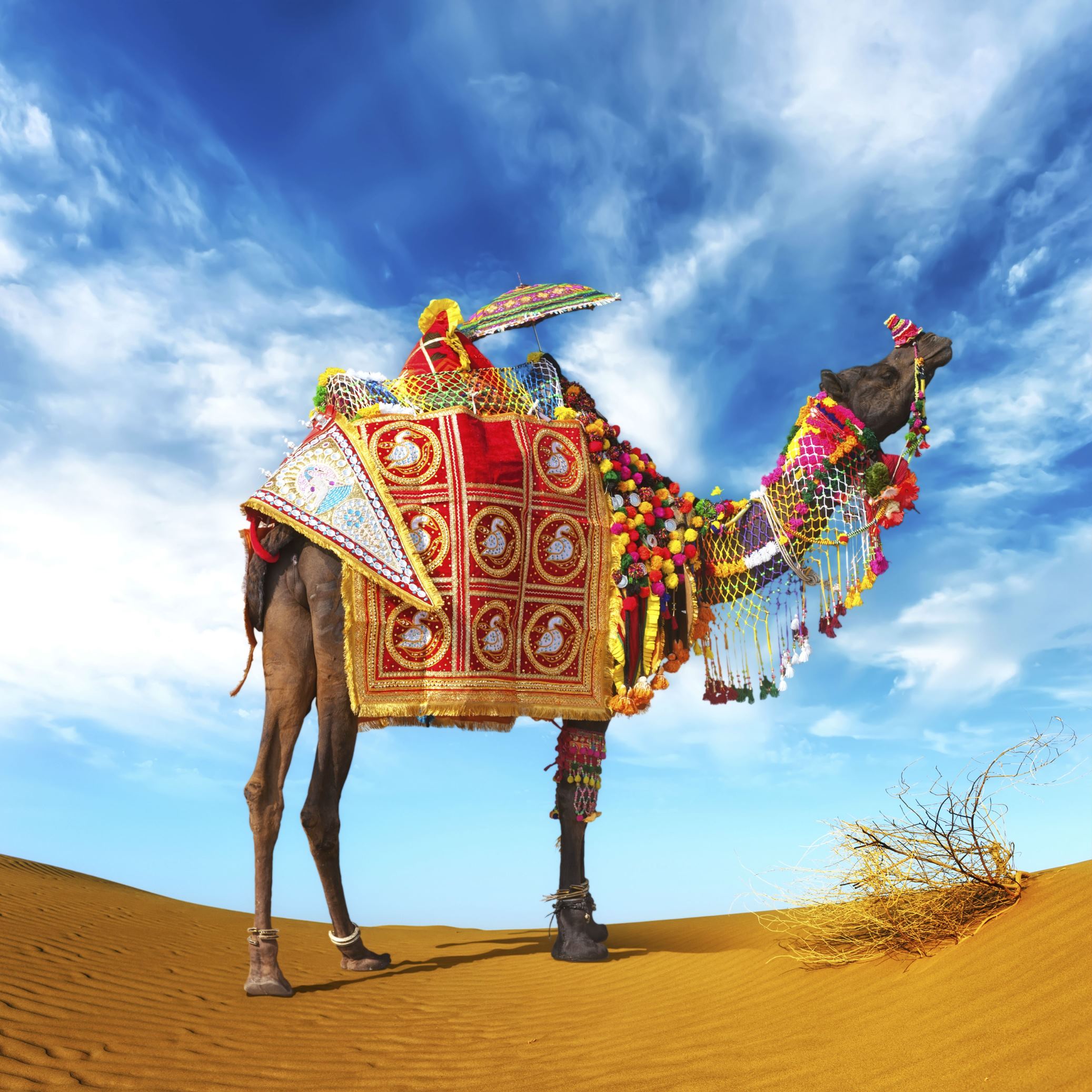 Stunning backdrops India your next