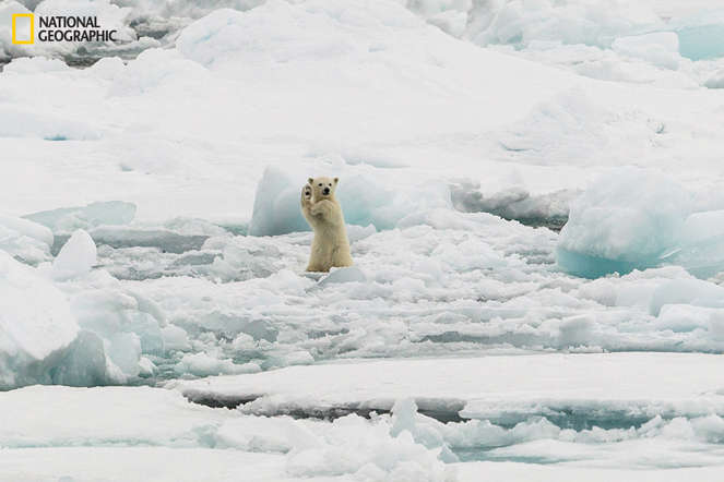 Arctic Hi five - Colin Mackenzie, National Geographic 2014 Photo Contest