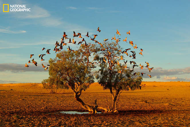 A tree dreaming - Christian Spencer, National Geographic 2014 Photo Contest