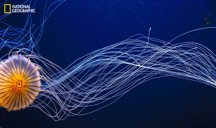 Stingers - Heidi Beetz, National Geographic 2014 Photo Contest