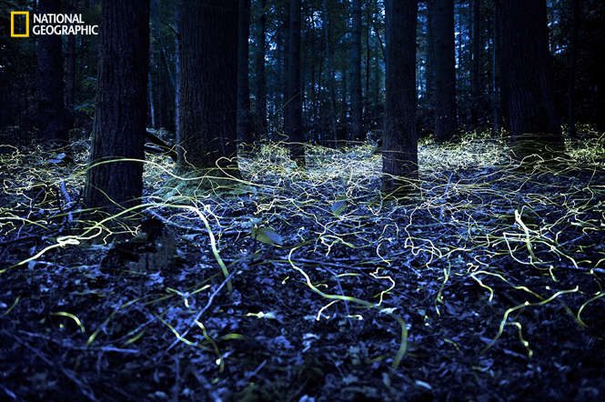 Searching for Love - Spencer Black, National Geographic 2014 Photo Contest