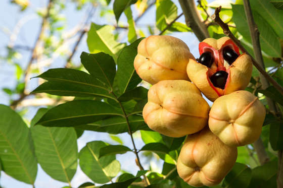 Loved in Jamaica, ackee fruit must only be eaten when fully ripe and properly prepared. Eat too soon and toxins in the fruit can result in severe vomiting and can even lead to death.
