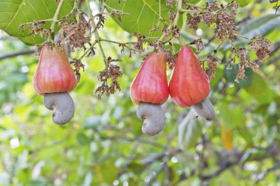 Even if you don’t have a nut allergy, never eat a cashew nut from the tree. Raw cashews contain a toxic substance that can be fatal if eaten in large quantities. The raw cashews in supermarkets have been steamed to remove the dangerous chemical.