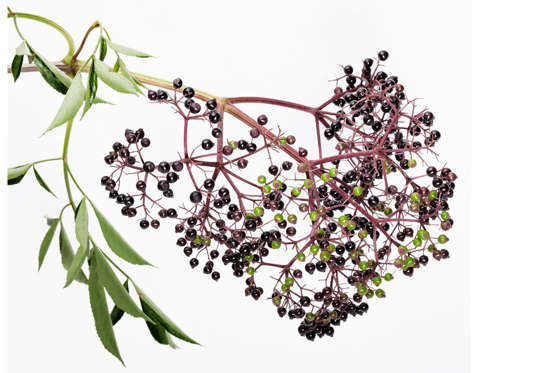 Elderberry jam (made from the berries) is delicious but avoid the leaves, twigs and seeds as eating them can cause vomiting. Pick only ripe berries and avoid eating them raw.