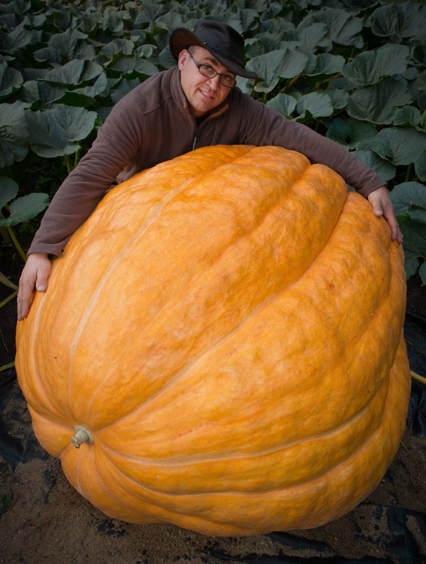 Jaw-dropping giant vegetables