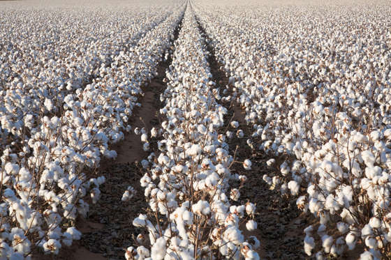 Rows of white ripe cotton in field ready for harvest.
