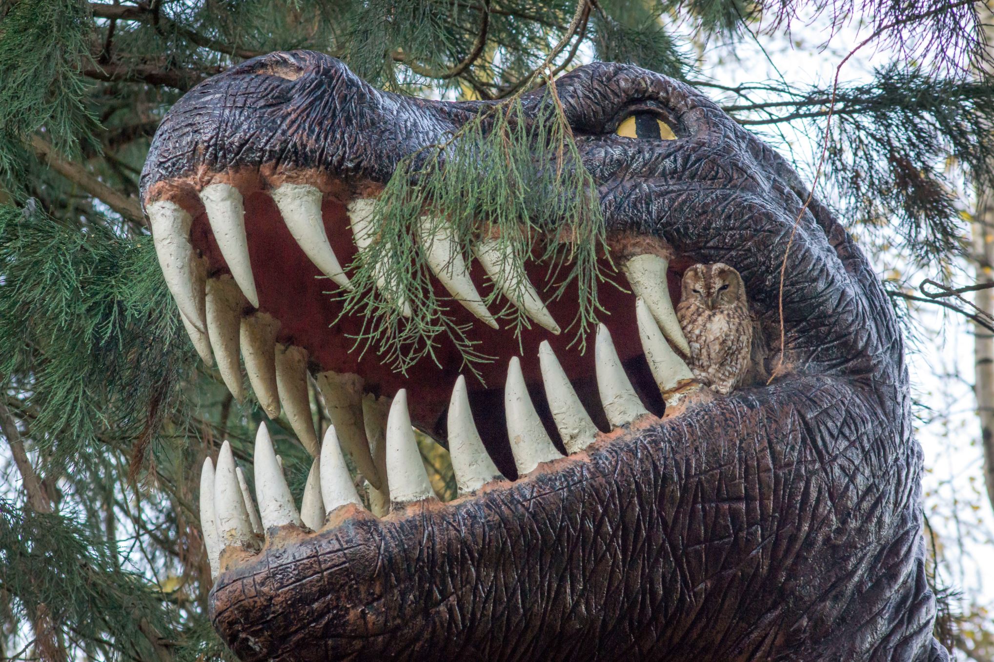 The Tawny Owl nesting in the mouth of the Tyrannosaurus rex smodel