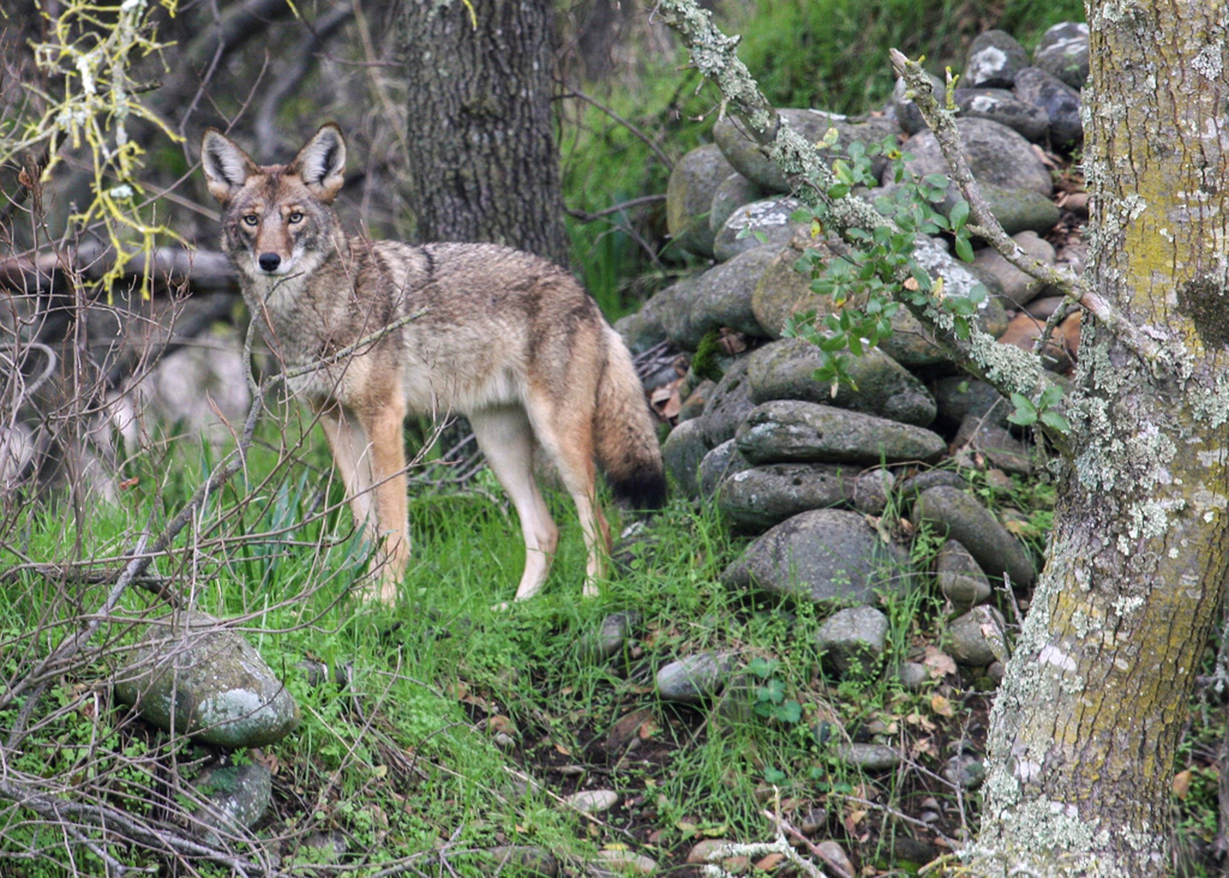 Calgary's growing coyote problem brings