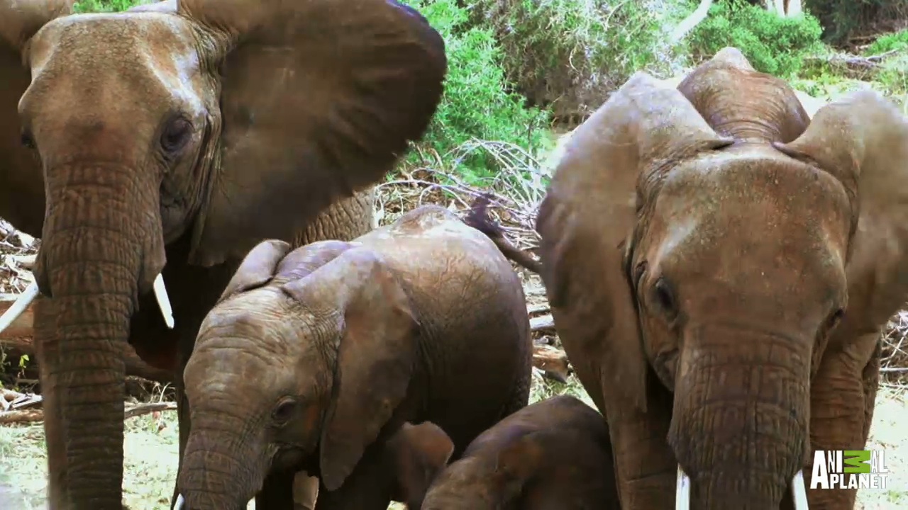 Elephant families are just like us - They play, love and mourn