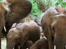 Elephant families are just like us - They play, love and mourn