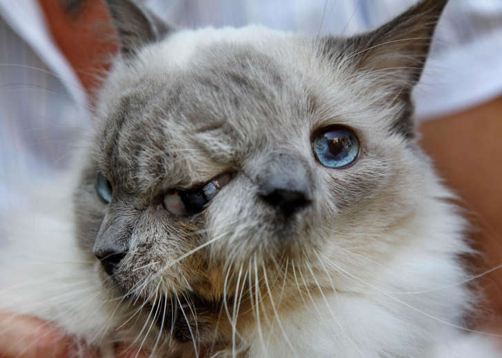 The world's oldest two-faced cat has died at the age of 15 in the US.