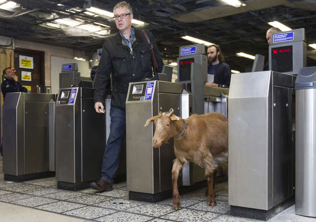 A goat named 'Barney' from Vauxhall City Farm, walks through a ticket barrier with morning commuters at Vauxhall Underground Station in London on August 28th, 2014.