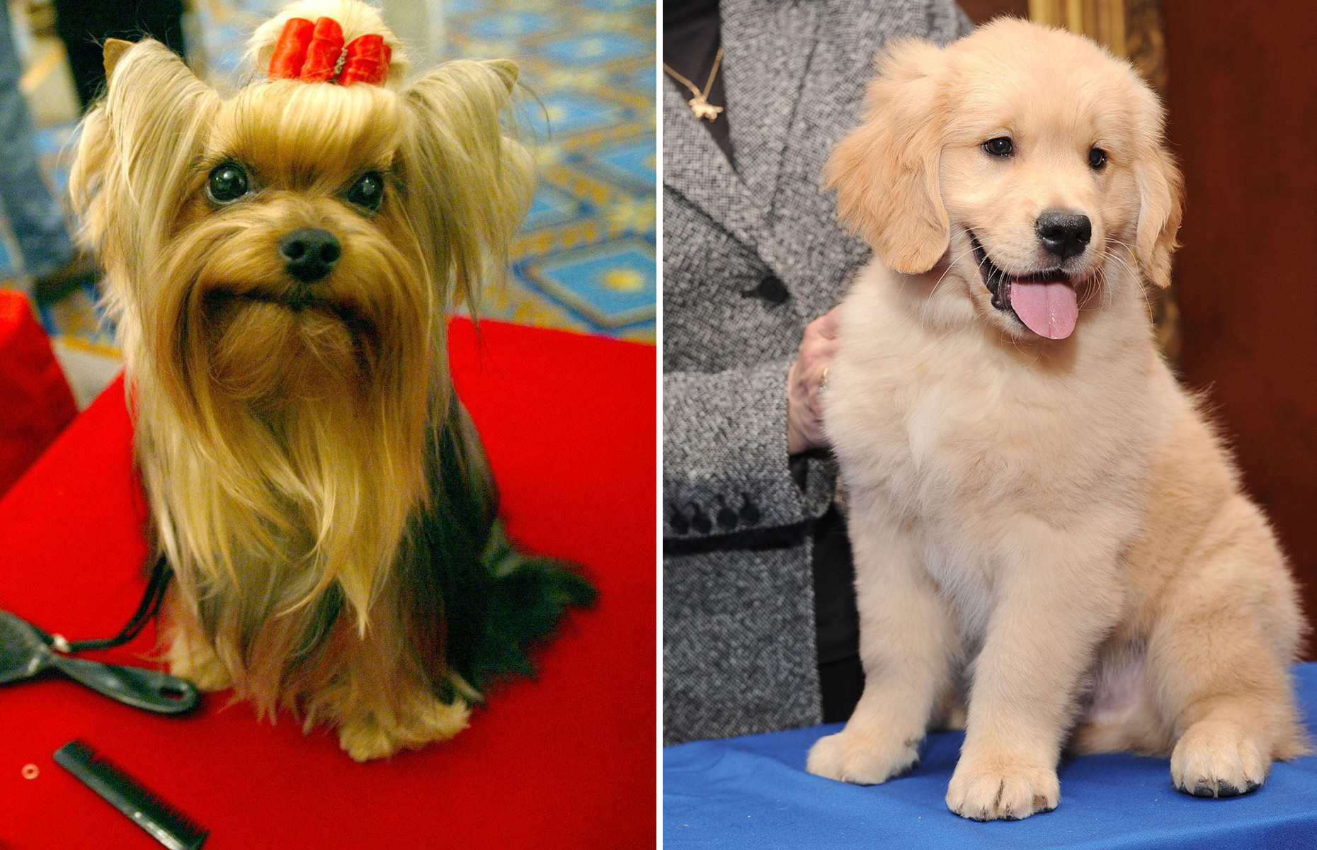 Most Popular Dog Breeds in the US Announced