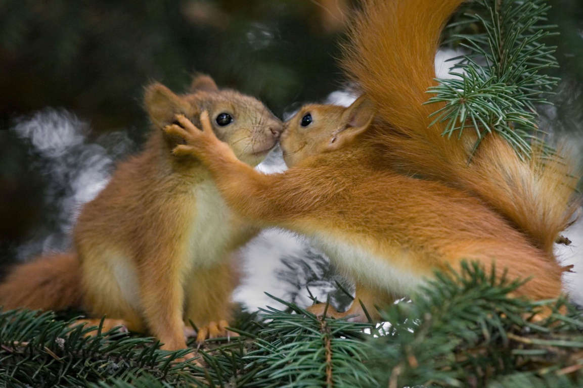 A pair of red squirrels appear to share a kiss, Minsk, Belarus