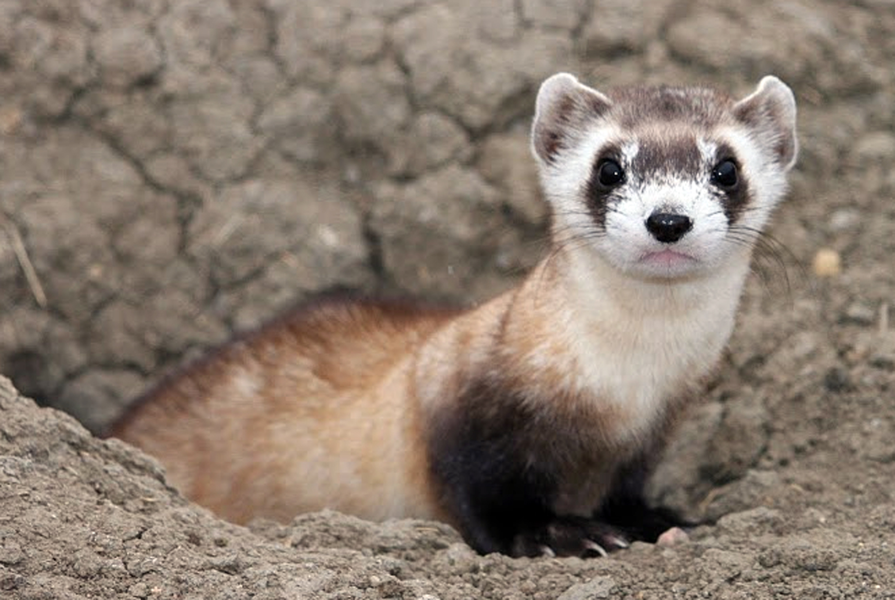Close extinction: Critically endangered species