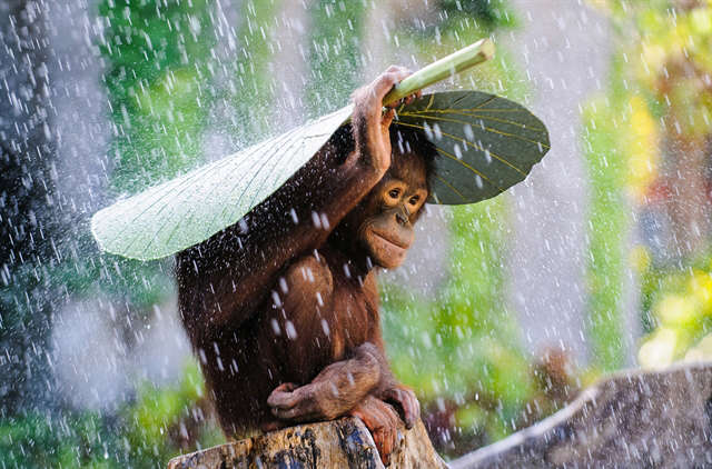 Andrew Suryono – Orangutan in the rain
