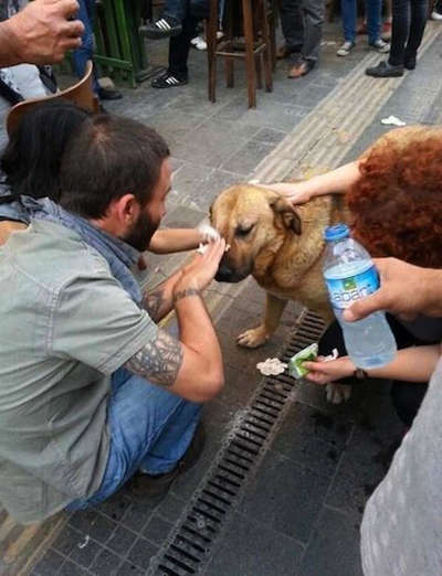 Pedestrians stop to help a dog tear-gassed during a demonstration.