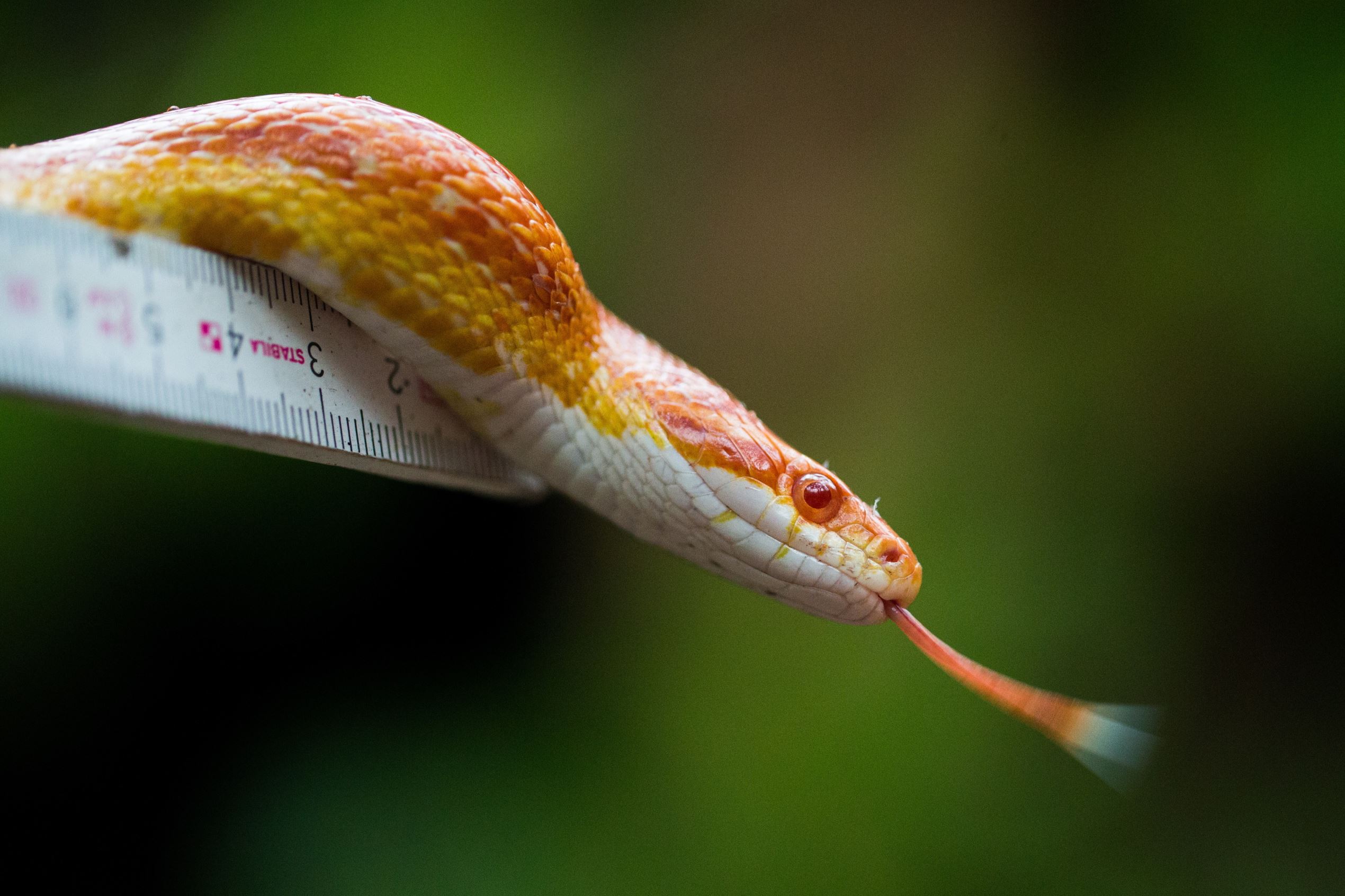 facts didn't k**w about snakes