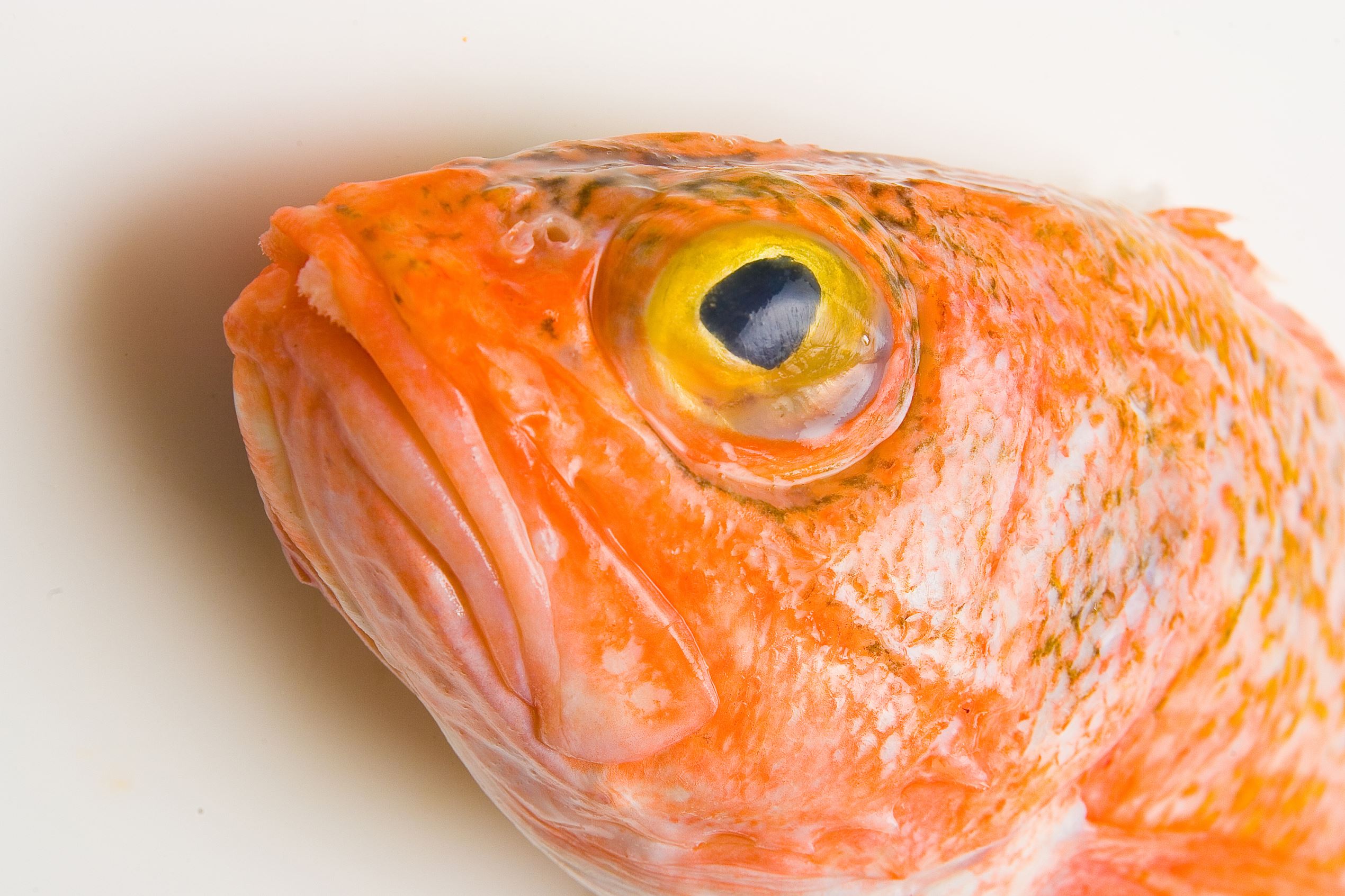 Closeup of an Orange roughy