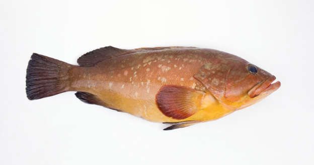 Epinephelus morio (red grouper) fish