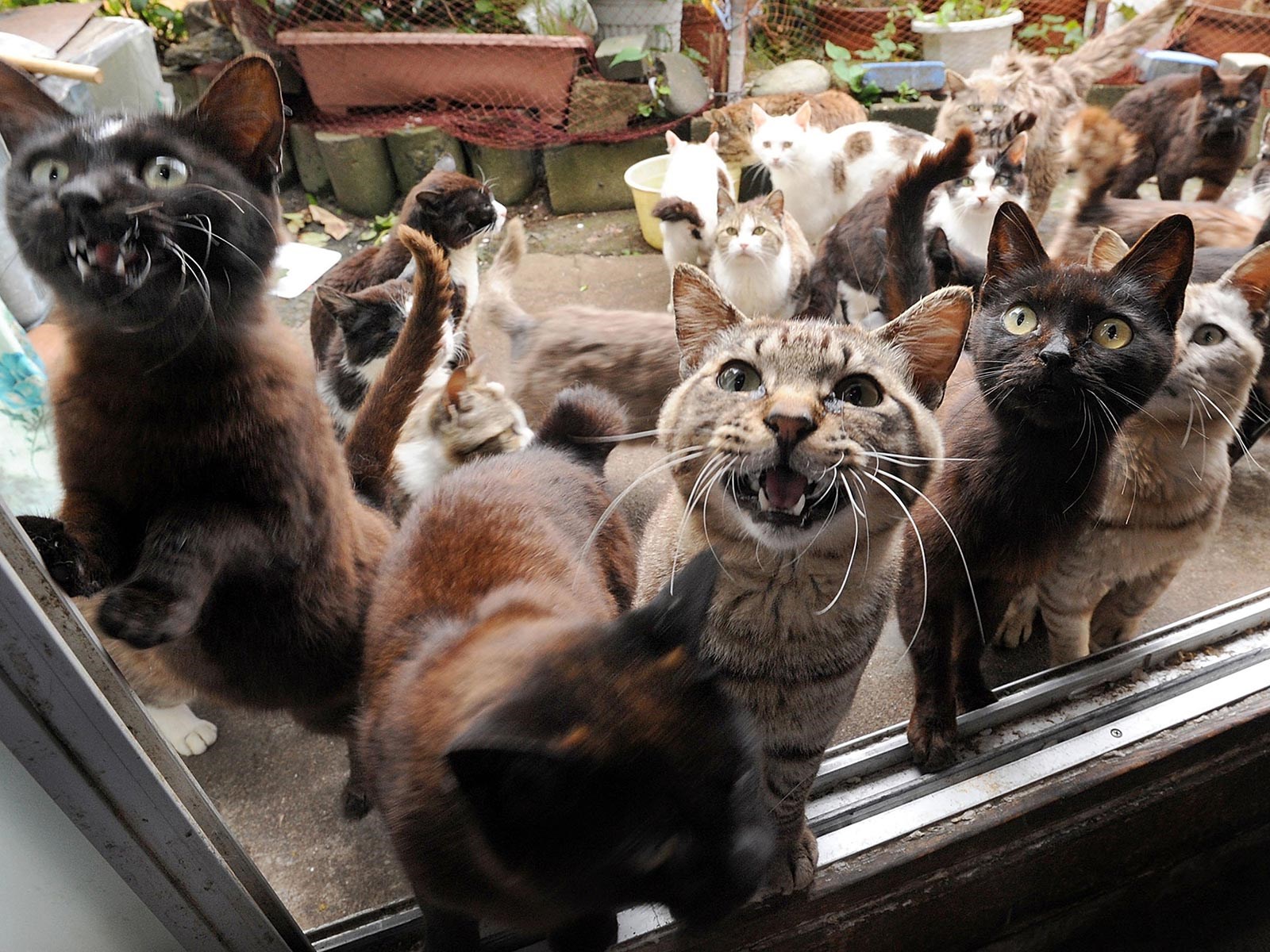 隠れた日本の名所 摩訶不思議な 動物の島