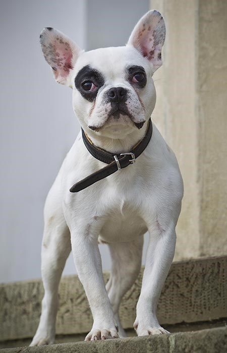 Les 20 Meilleures Races De Chiens Qui Sont Mieux Quun Chat