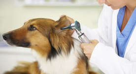 Veterinarian examining a dog's ear