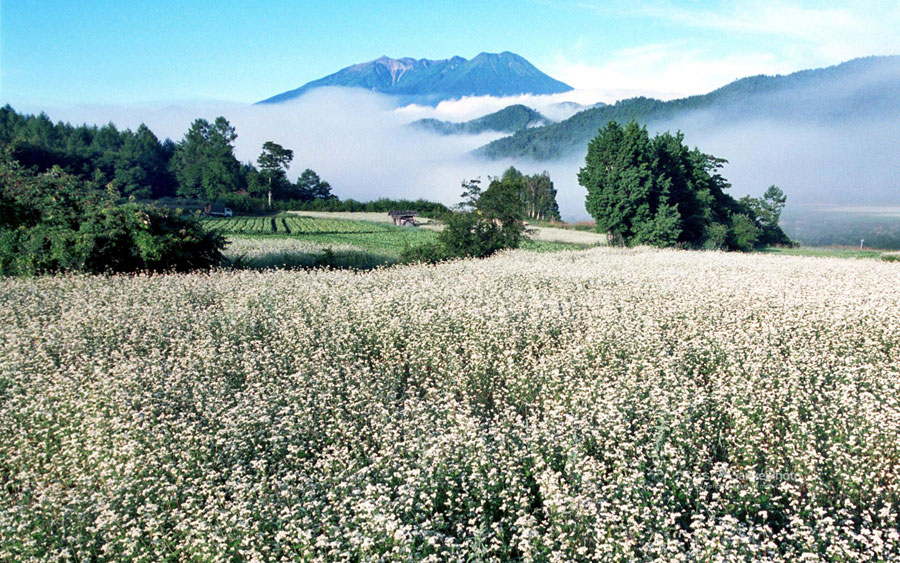 新生活にデスクトップも模様替え 無料の人気壁紙15選