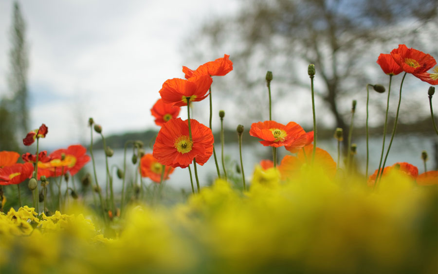 新生活にデスクトップも模様替え 無料の人気壁紙15選