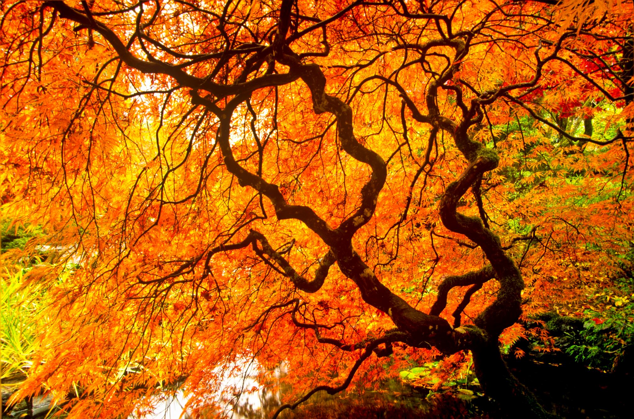 なぜ秋に葉の色は変わるの 紅葉のしくみを解説