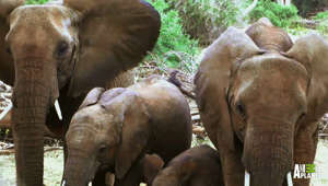 Elephant families are just like us - They play, love and mourn