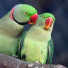 Parrots are seen inside their cage on the eve of Valentine's Day in Chandigarh, India.