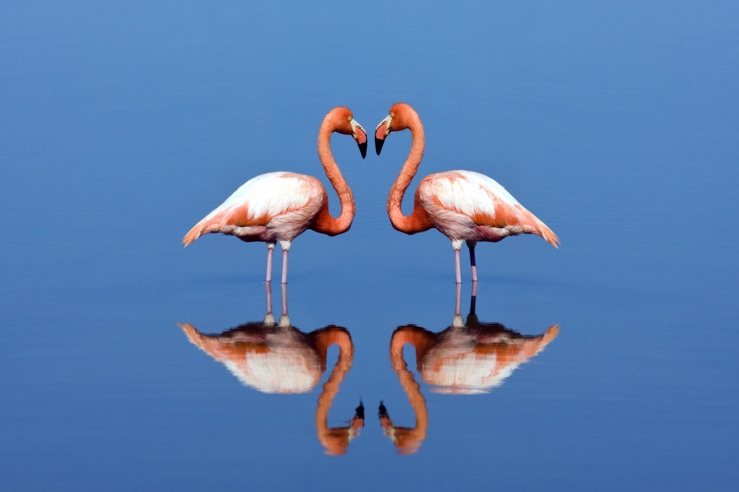Тип симметрии животного птицы