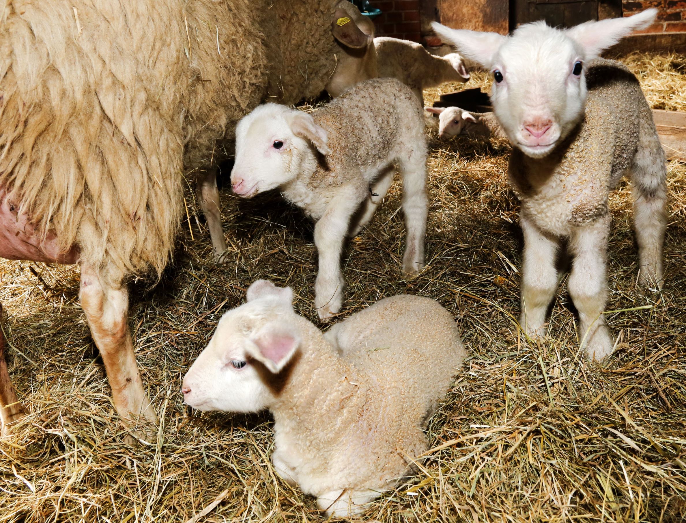 春回大地 動物全體出動曬太陽