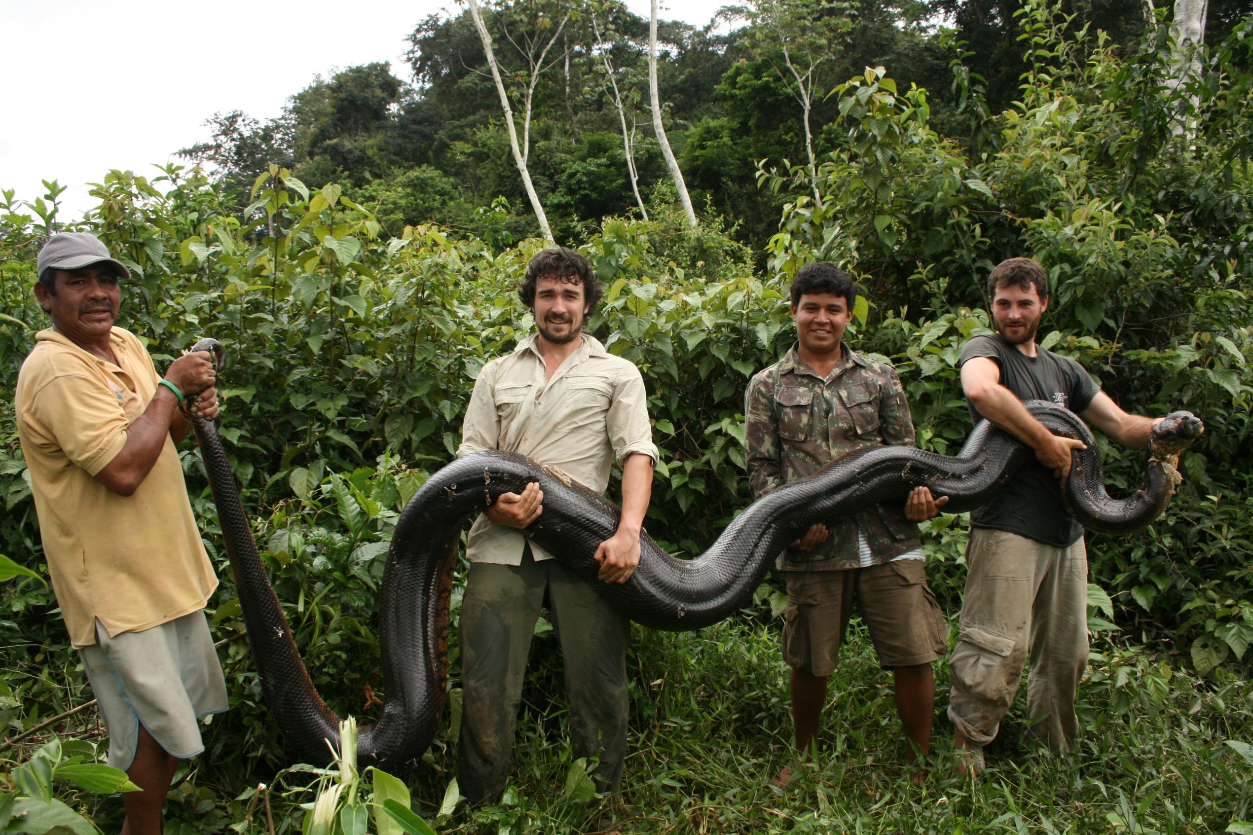 Мир змей анаконда. Анаконда змея. Анаконда самая длинная змея в мире.